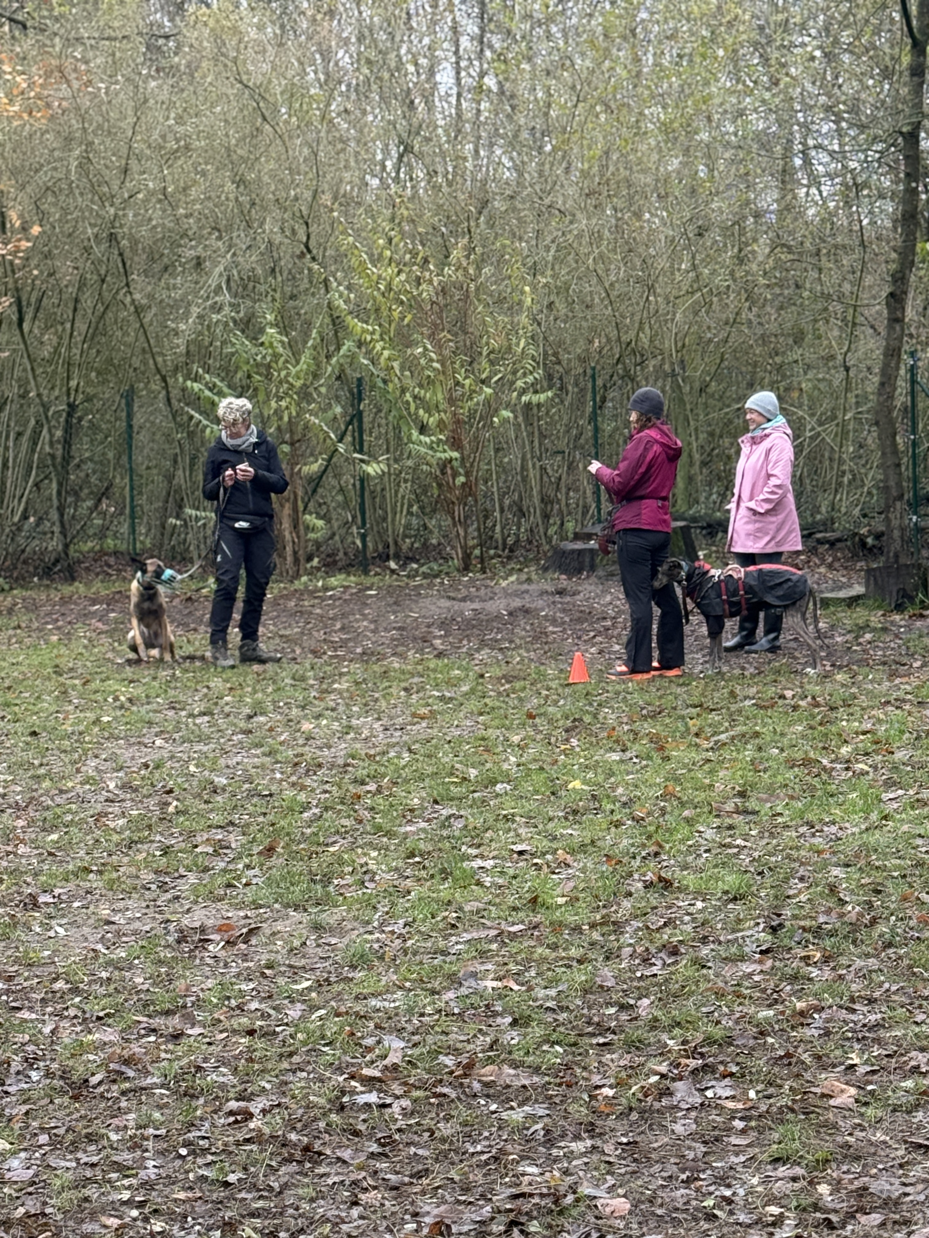 Gruppentraining mit Hunden im Freien