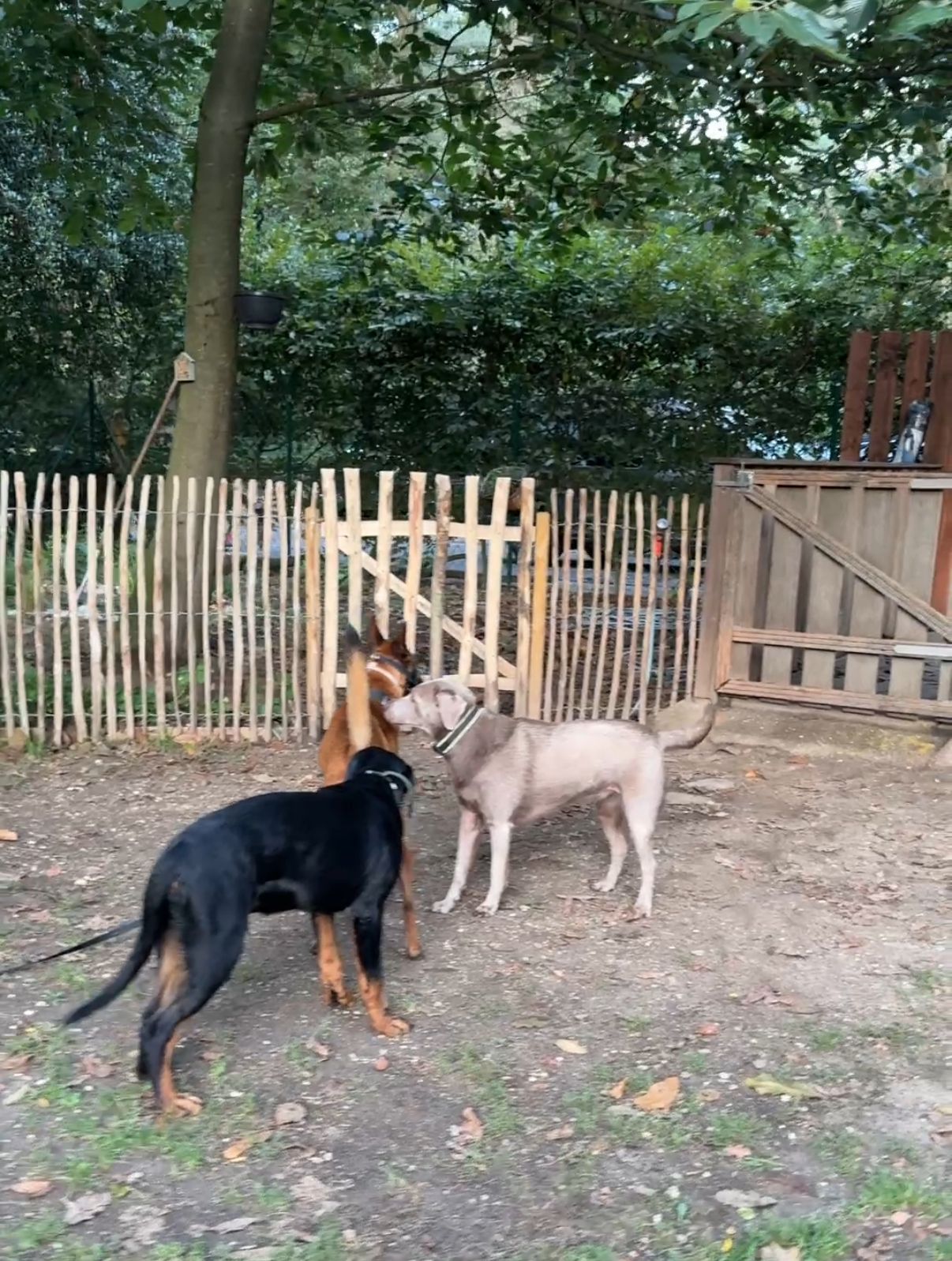 Hunde beim Sozialkontakt im eingezäunten Bereich