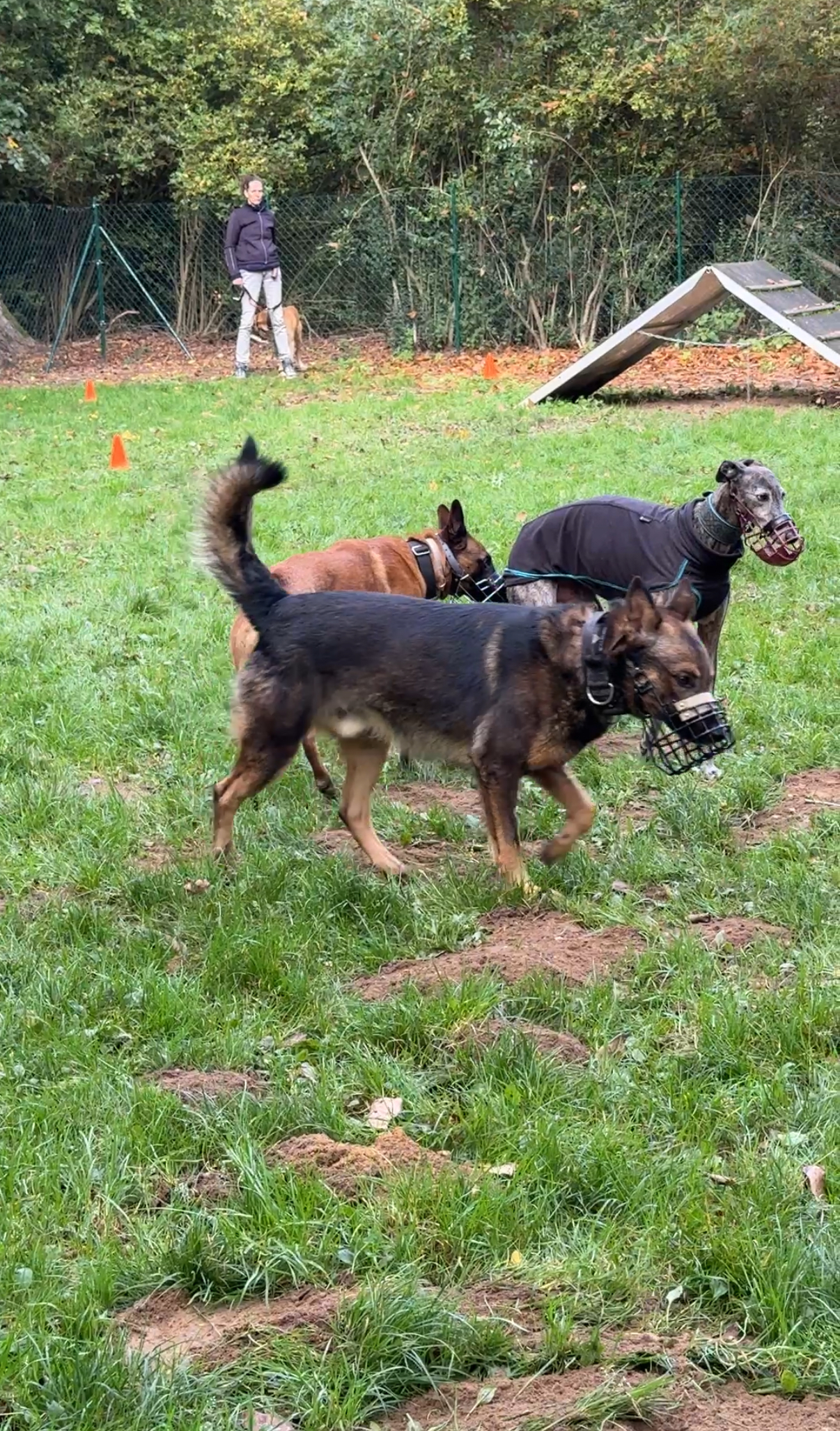 Hunde spielen auf dem Trainingsgelände
