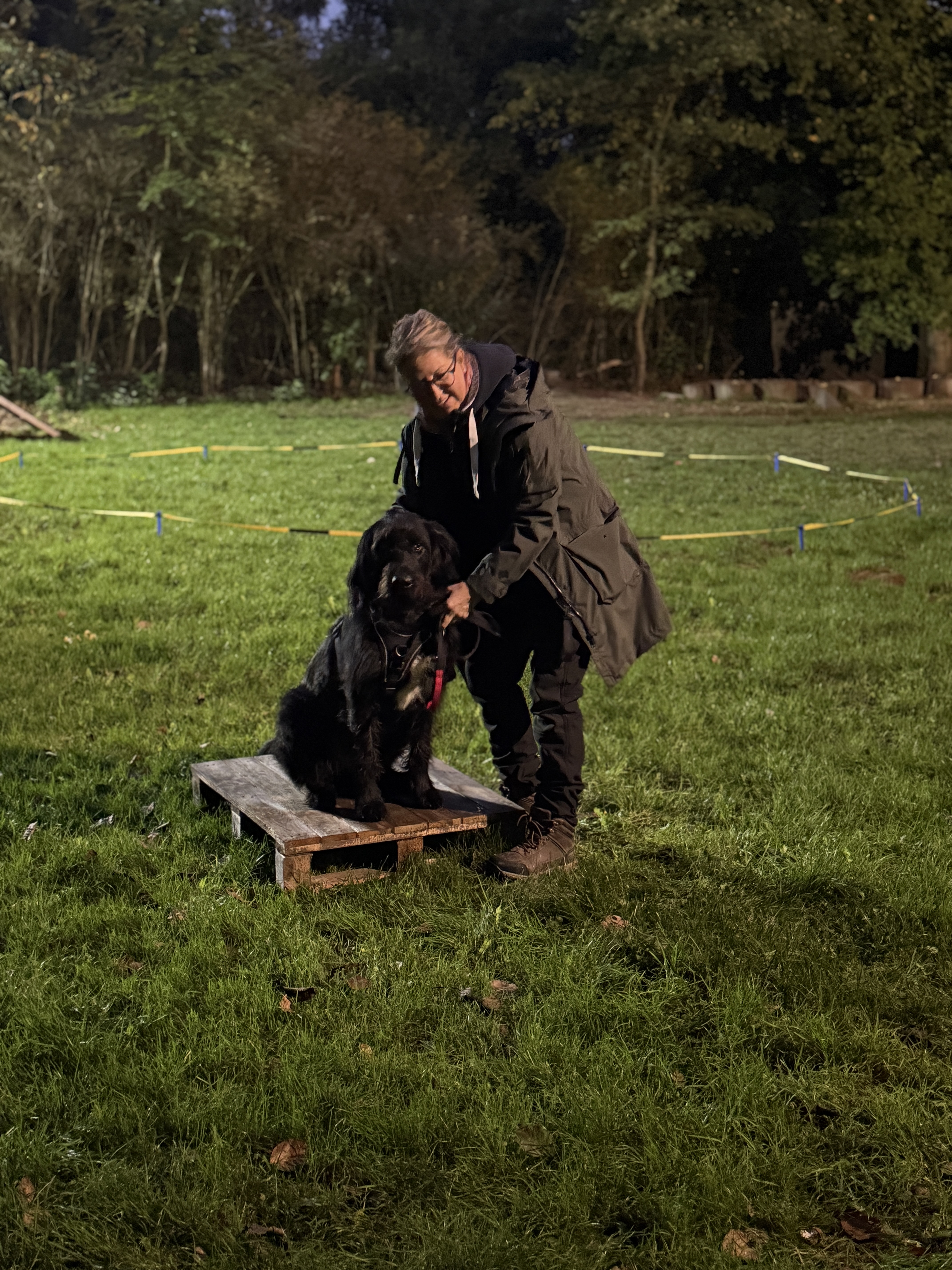 Hundetraining mit Plattformübung im Freien